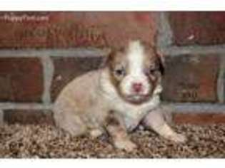 Miniature Australian Shepherd Puppy for sale in Shawnee, OK, USA