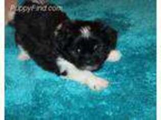 Mi-Ki Puppy for sale in Unknown, , USA