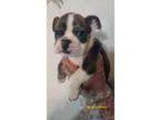 Bulldog Puppy for sale in Riverbank, CA, USA