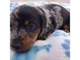 Dachshund Puppy for sale in Albertville, AL, USA
