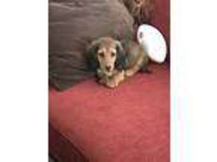 Dachshund Puppy for sale in Pass Christian, MS, USA