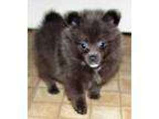 Pomeranian Puppy for sale in Fenwick, MI, USA