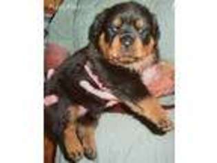 Rottweiler Puppy for sale in Salem, OR, USA