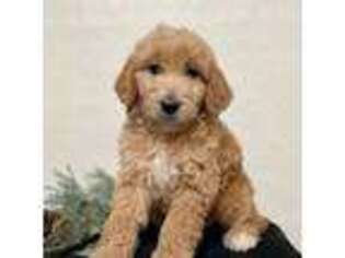 Goldendoodle Puppy for sale in Rock Valley, IA, USA