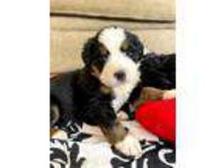 Bernese Mountain Dog Puppy for sale in Carthage, NY, USA