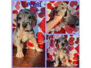 Great Dane Puppy for sale in Queensbury, NY, USA