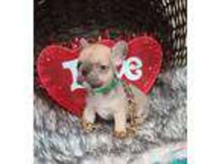 French Bulldog Puppy for sale in Newton, IL, USA