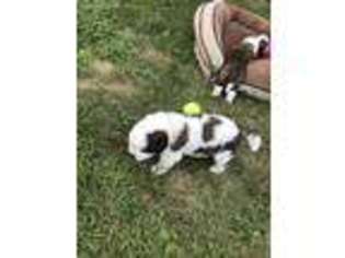 Saint Bernard Puppy for sale in Kouts, IN, USA