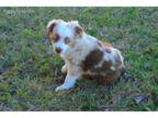 Miniature Australian Shepherd Puppy for sale in Forney, TX, USA