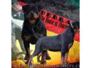 Rottweiler Puppy for sale in Bargersville, IN, USA