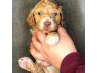 Mutt Puppy for sale in Upper Lake, CA, USA