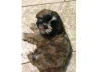 Mutt Puppy for sale in Clearwater, FL, USA
