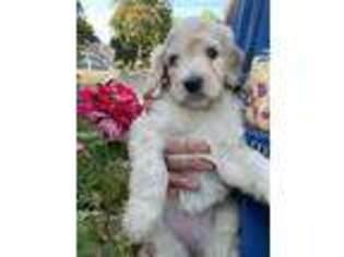 Goldendoodle Puppy for sale in East Windsor, CT, USA