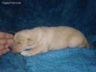 Labrador Retriever Puppy for sale in Methow, WA, USA
