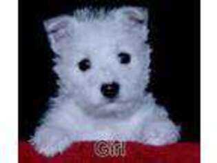West Highland White Terrier Puppy for sale in Brighton, CO, USA