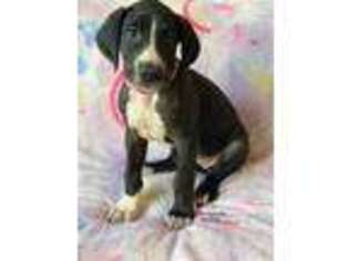 Great Dane Puppy for sale in Homosassa, FL, USA