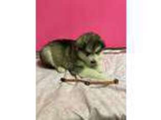 Alaskan Malamute Puppy for sale in Pasadena, MD, USA