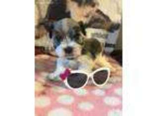 Mutt Puppy for sale in Chesaning, MI, USA