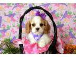 Cavalier King Charles Spaniel Puppy for sale in Gordonville, PA, USA