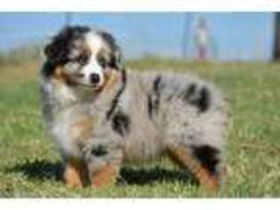 Miniature Australian Shepherd Puppy for sale in Tuttle, OK, USA