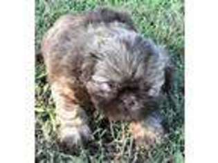 Mutt Puppy for sale in Lavaca, AR, USA