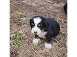 Bernese Mountain Dog Puppy for sale in Kaysville, UT, USA