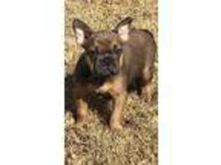French Bulldog Puppy for sale in Bridgeport, TX, USA