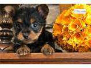 Silky Terrier Puppy for sale in Salina, KS, USA