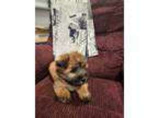 Soft Coated Wheaten Terrier Puppy for sale in Mount Pleasant Mills, PA, USA