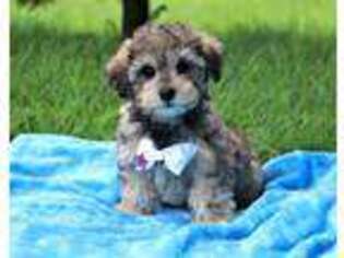 Schnoodle (Standard) Puppy for sale in Fresno, OH, USA