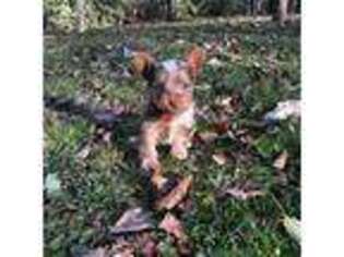 Yorkshire Terrier Puppy for sale in Boone, NC, USA
