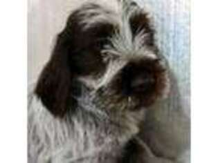 Wirehaired Pointing Griffon Puppy for sale in Show Low, AZ, USA
