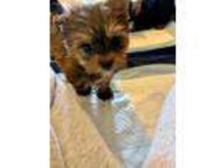Yorkshire Terrier Puppy for sale in Milner, GA, USA