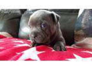 Staffordshire Bull Terrier Puppy for sale in Blanco, TX, USA