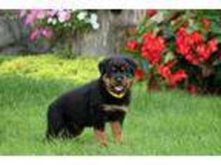 Rottweiler Puppy for sale in Christiana, PA, USA