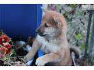 Shiba Inu Puppy for sale in Des Moines, IA, USA