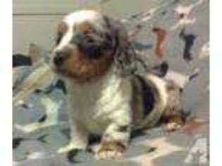 Dachshund Puppy for sale in BRAMAN, OK, USA