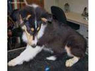 Collie Puppy for sale in Polk, OH, USA