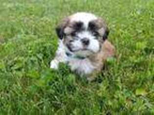 Mutt Puppy for sale in Mountville, PA, USA