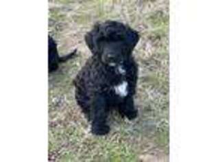 Portuguese Water Dog Puppy for sale in Tishomingo, OK, USA