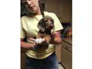Dachshund Puppy for sale in Pinetta, FL, USA