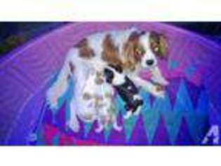 Cavalier King Charles Spaniel Puppy for sale in MYRTLE CREEK, OR, USA