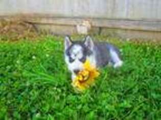 Siberian Husky Puppy for sale in Shiloh, OH, USA