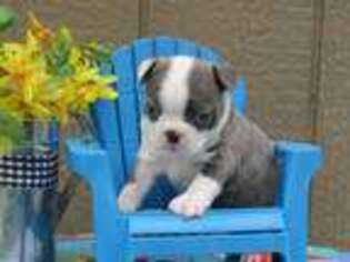 Boston Terrier Puppy for sale in Konawa, OK, USA