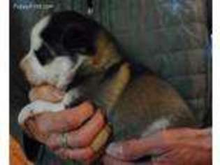 Siberian Husky Puppy for sale in Lowell, MI, USA
