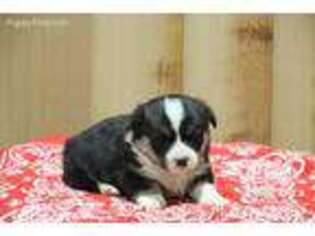 Pembroke Welsh Corgi Puppy for sale in Saint Ignatius, MT, USA