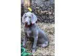 Weimaraner Puppy for sale in Comer, GA, USA