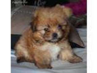 Shorkie Tzu Puppy for sale in Philadelphia, PA, USA