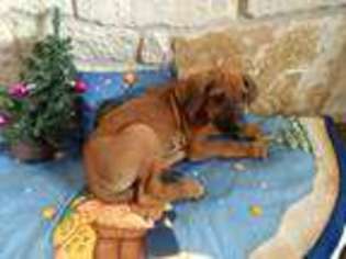 Rhodesian Ridgeback Puppy for sale in Valley Mills, TX, USA