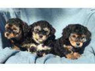 Yorkshire Terrier Puppy for sale in Munster, IN, USA